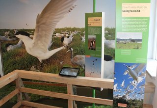 Die Ausstellung in Waase zeigt Flora und Fauna des Nationalparks Vorpommersche Boddenlandschaft // &copy; Stephan Macke