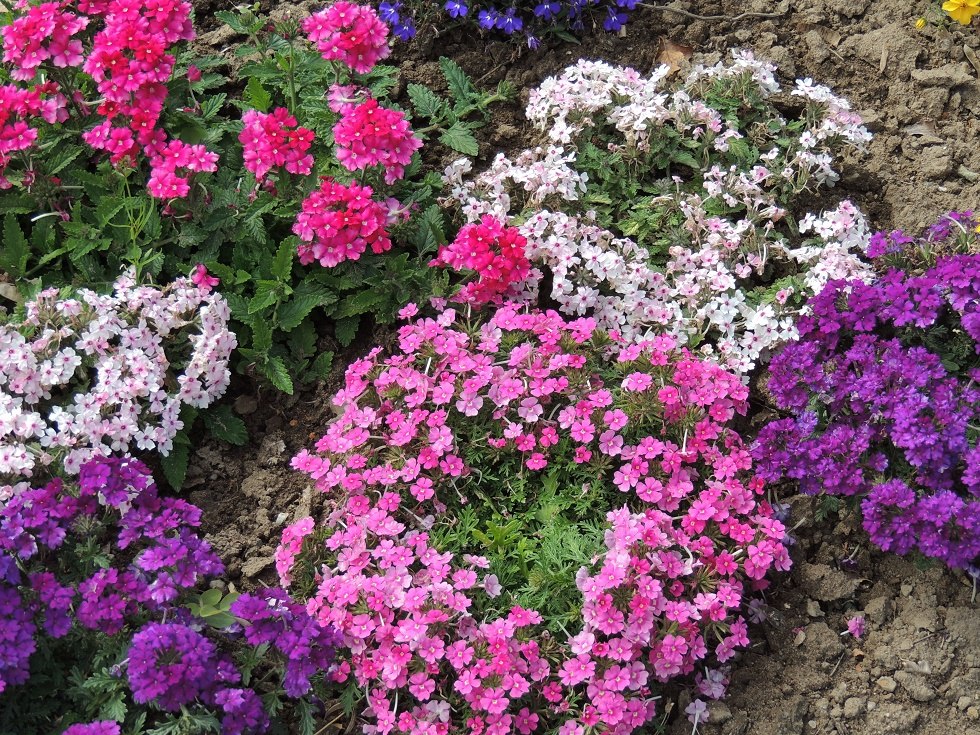 Bloeiende pracht in de showtuin // &copy; Kurverwaltung Insel Poel