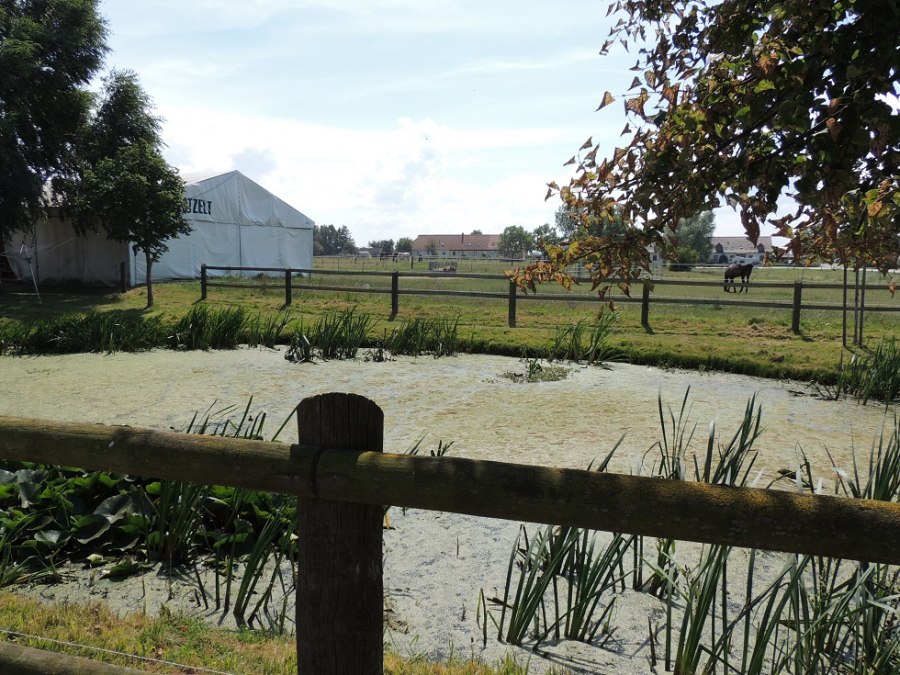 Blick auf die Weide des Reiterhofs Plath, © Kurverwaltung Insel Poel