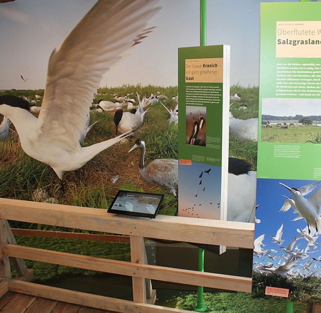 Die Ausstellung in Waase zeigt Flora und Fauna des Nationalparks Vorpommersche Boddenlandschaft // © Stephan Macke Die Ausstellung in Waase zeigt Flora und Fauna des Nationalparks Vorpommersche Boddenlandschaft // © Stephan Macke
