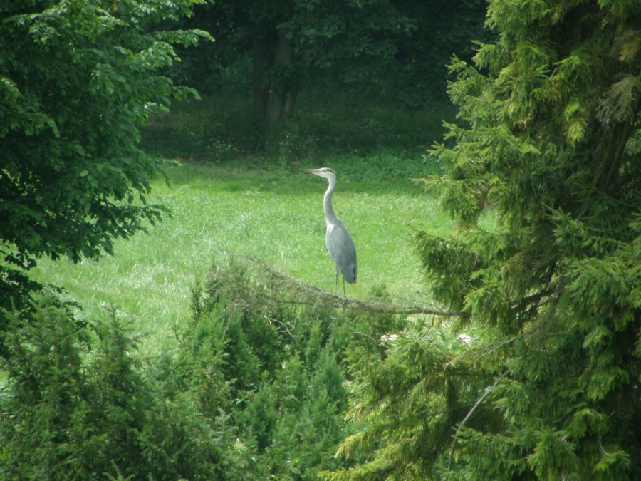 Beim Spaziergang durch den 12,5 ha gro&szlig;en Park kann man auch Reiher beobachten, &copy; Kr&ouml;ger