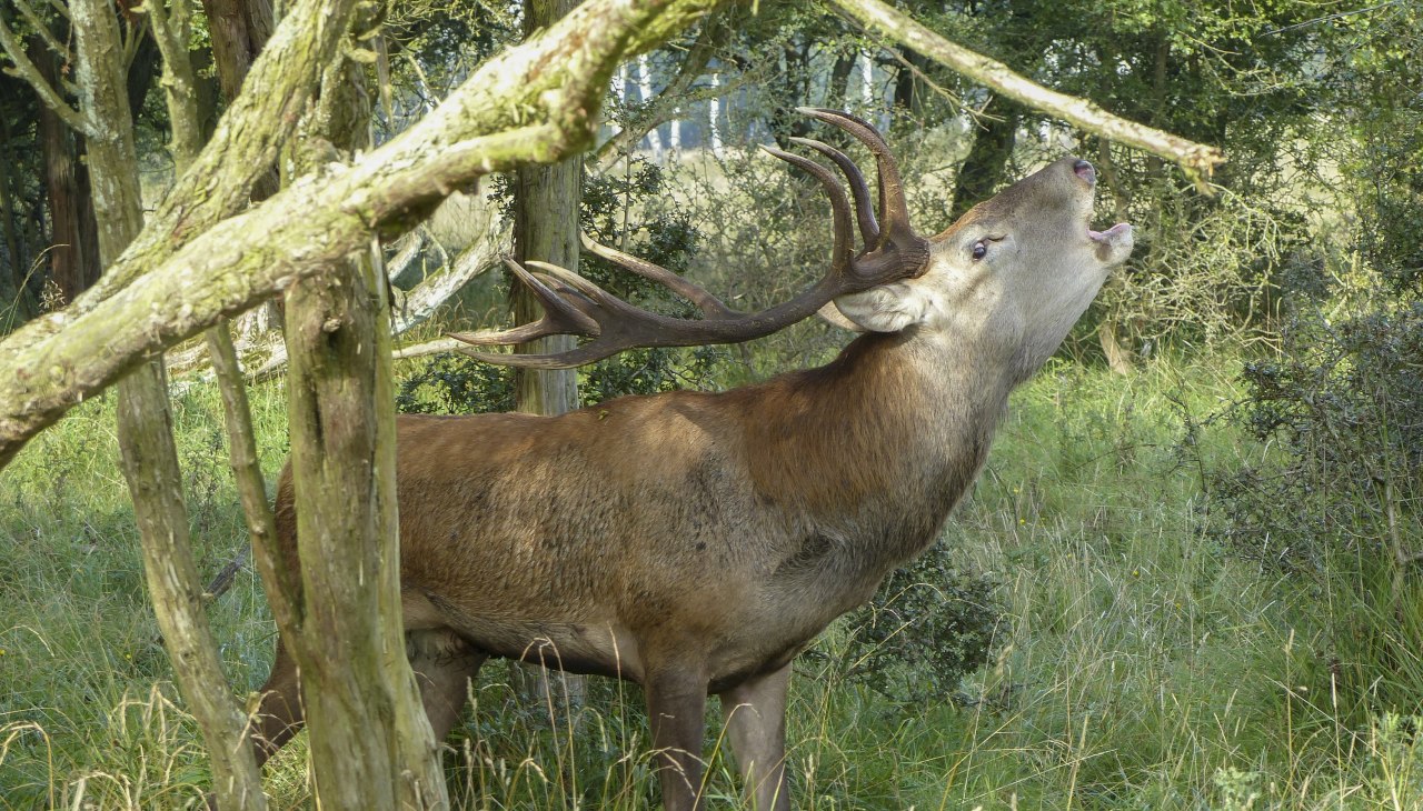 Rothirsch_Spicher, © Volker Spicher Rothirsch_Spicher, © Volker Spicher