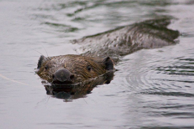 Wanderung " Eine Stadt am Fluss", &copy; AFL