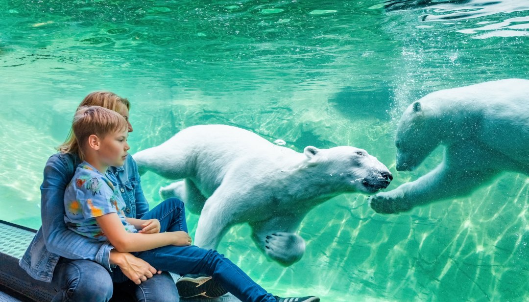 Kind mit Mutter beobachtet im Polarium des Rostocker Zoos zwei schwimmende Eisbären hinter Glas. // Staunen im Zoo Rostock – im Polarium den mächtigen Eisbären beim Tauchen und Spielen zusehen. // © MV-T/Tiemann Kind mit Mutter beobachtet im Polarium des Rostocker Zoos zwei schwimmende Eisbären hinter Glas.