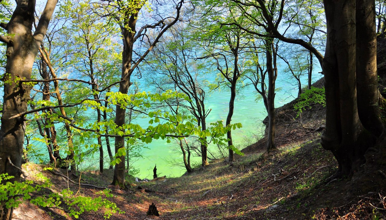 I_Stodian_Nationalpark_Jasmund__12_, © Nationalparkamt Vorpommern I_Stodian_Nationalpark_Jasmund__12_, © Nationalparkamt Vorpommern