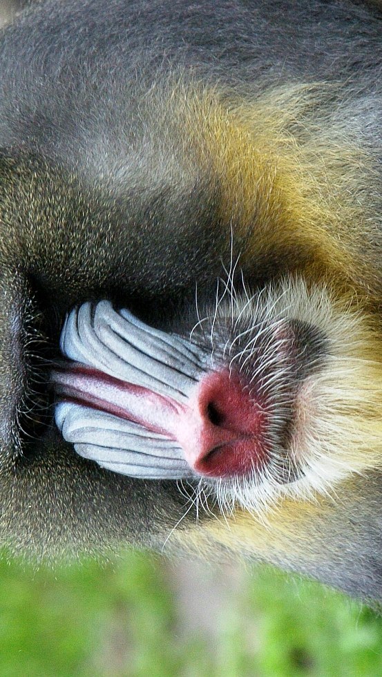 &copy; Tierpark Ueckerm&uuml;nde
