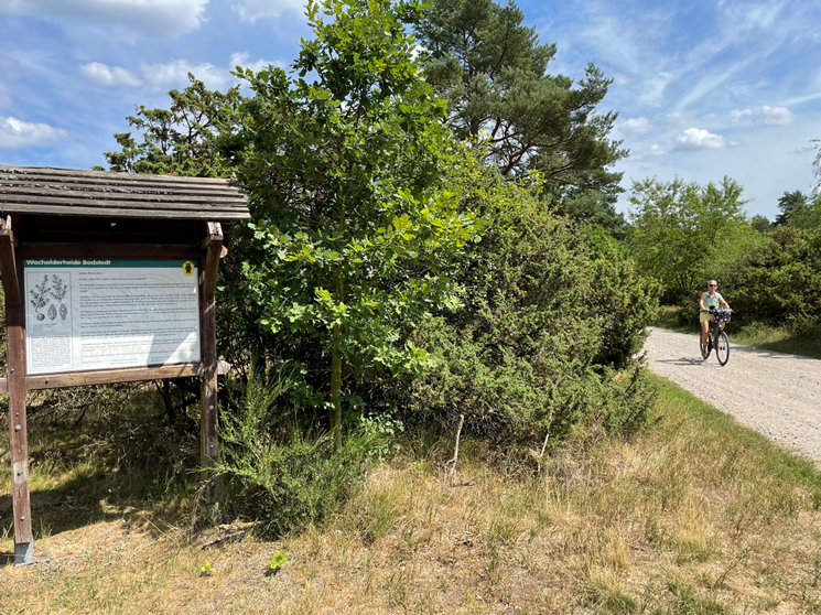 Wacholder Radweg Drei Katen, &copy; TZ S&uuml;dliche Boddenk&uuml;ste