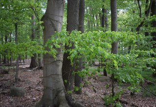 &copy; Naturpark Feldberger Seenlandschaft M. Wyczinski