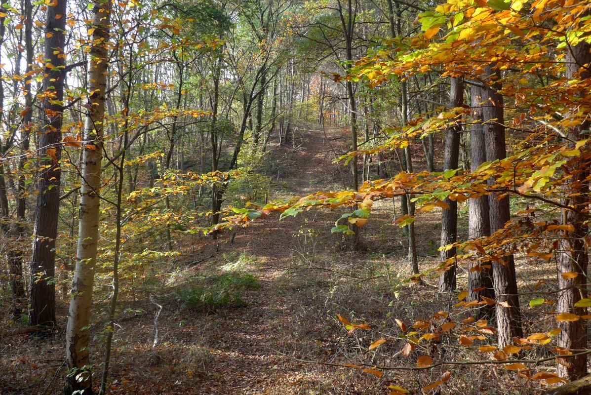 Wandelpad door een herfstig notendal // © D. Foitlänger, Biosphärenreservatsamt Schaalsee-Elbe Wandelpad door een herfstig notendal // © D. Foitlänger, Biosphärenreservatsamt Schaalsee-Elbe