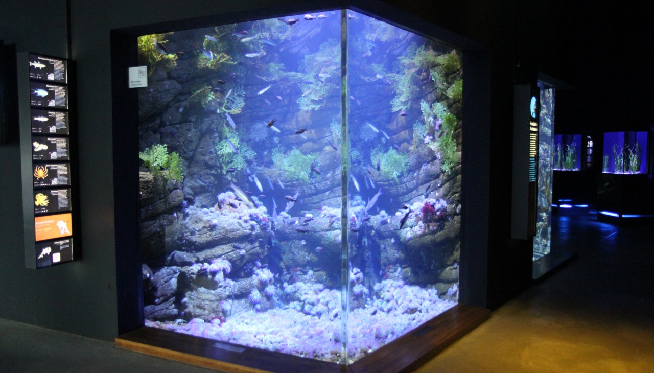 Gezeitenbecken (Foto: OZEANEUM Stralsund) Gezeitenbecken (Foto: OZEANEUM Stralsund)