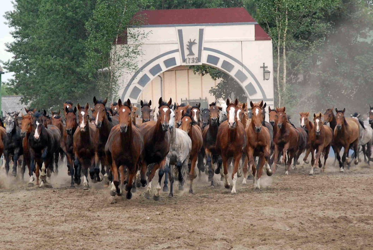 Grote kudde met vrije uitloop // &copy; Gest&uuml;t Ganschow