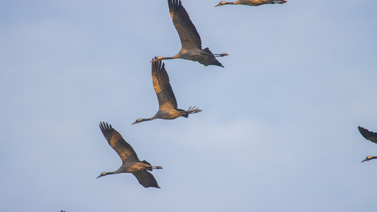 &copy; Wei&szlig;e Flotte GmbH