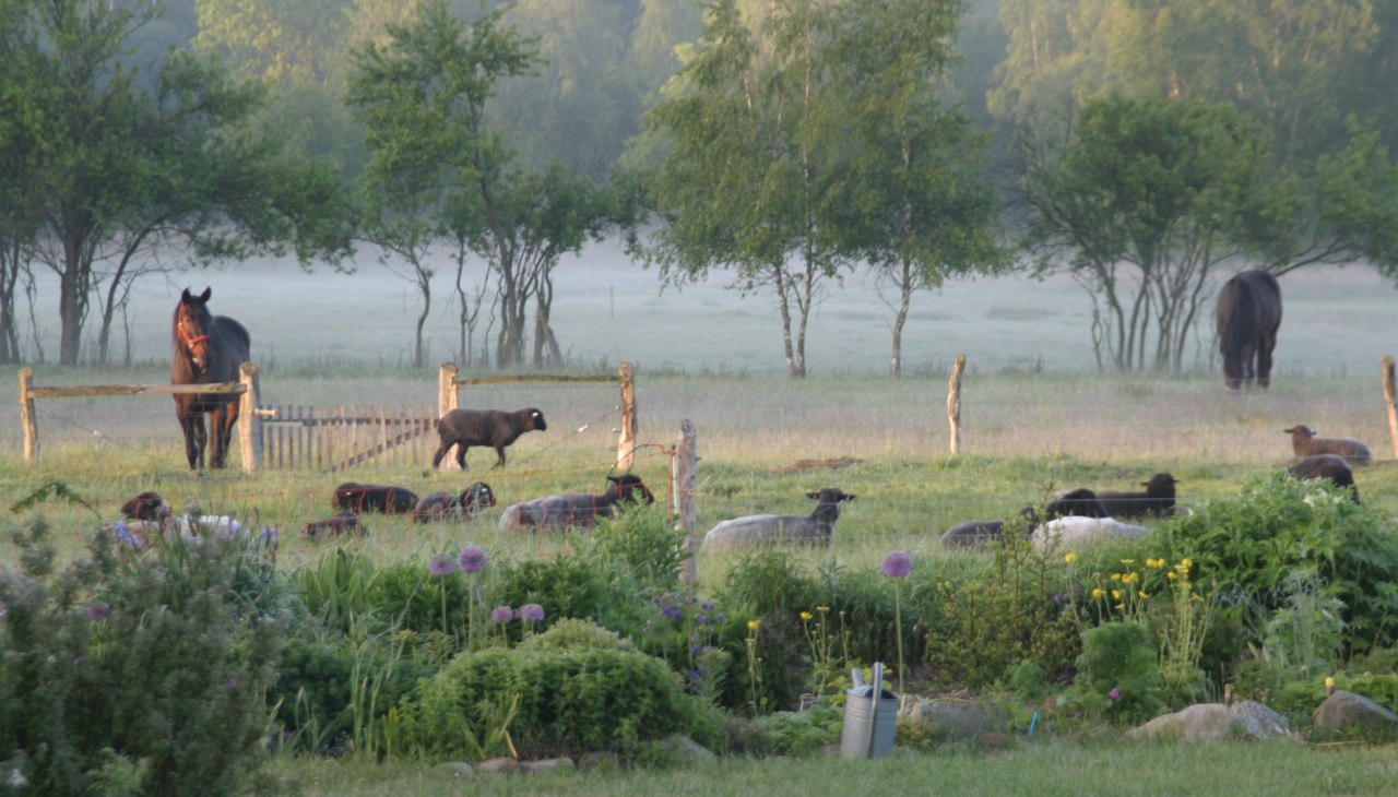 Viehweide mit Schafen und Ponys im Morgennebel, © v. Kessel