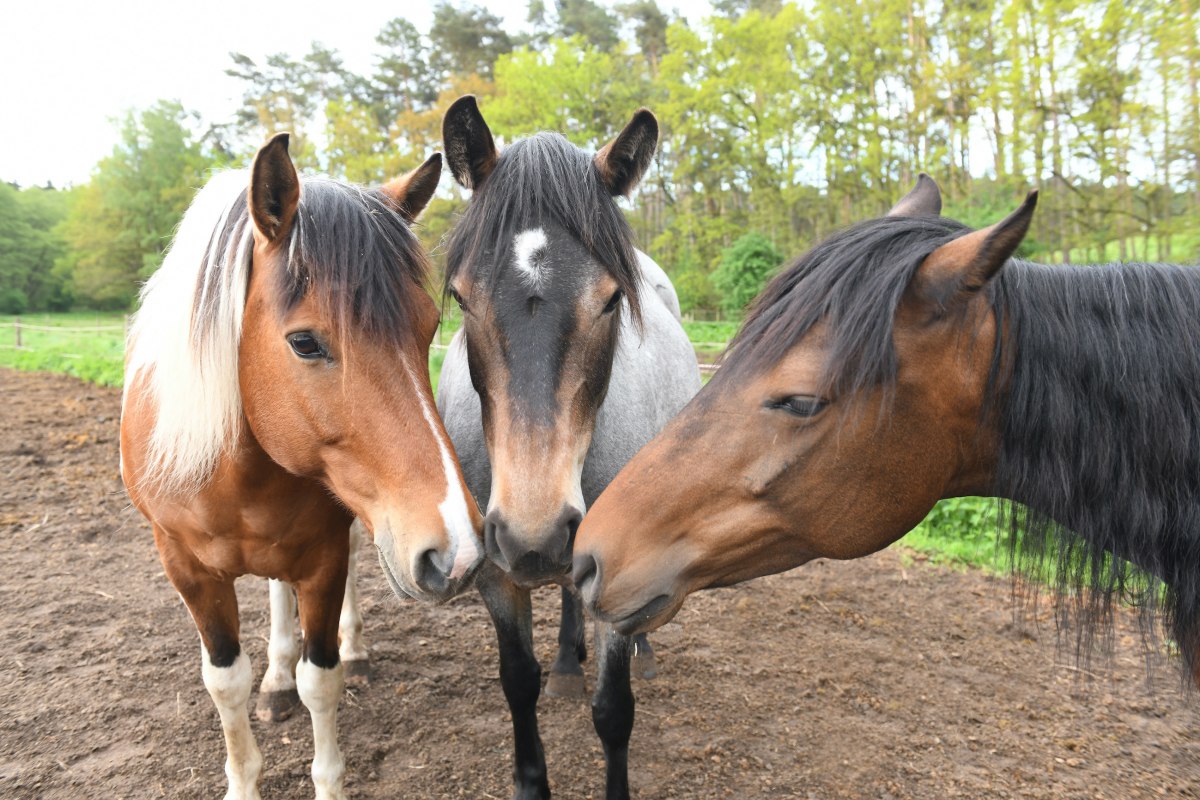Auf dem Pferdehof Zislow gibt es verschiedene Ponys f&uuml;r den Reitunterricht. // &copy; Pferdehof Zislow