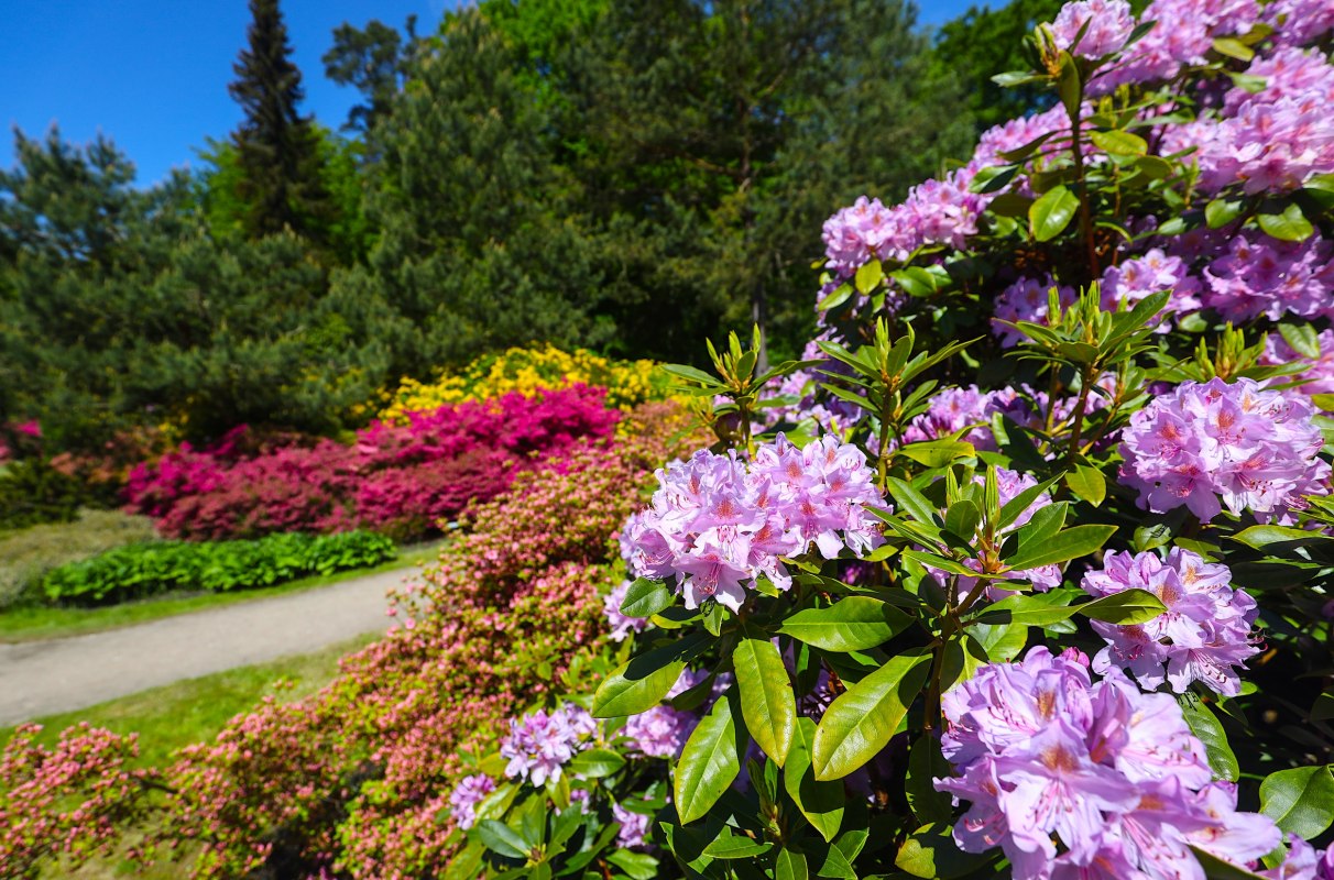 Kleurrijke rododendrons in het kuuroord aan de Oostzee Graal-M&uuml;ritz - een paradijs voor natuurliefhebbers en wandelaars. // &copy; TMV/Gohlke