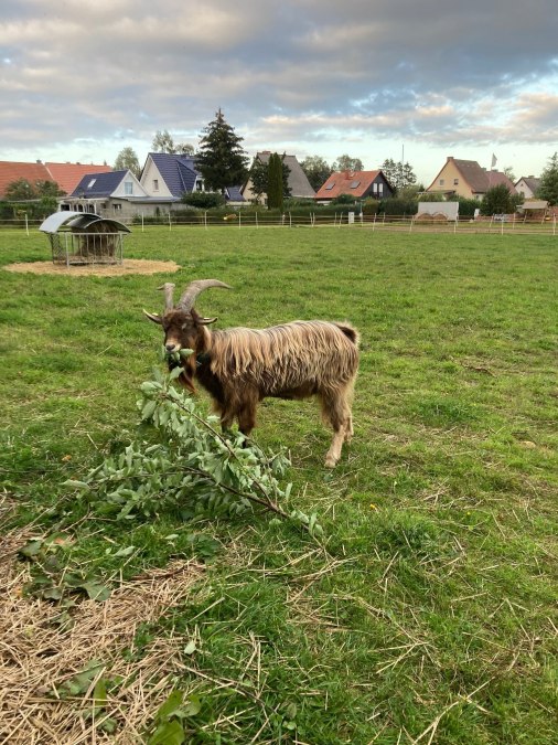 Ziege auf dem Hof des Eierbaron in Freest., &copy; Henry Sch&ouml;nrock