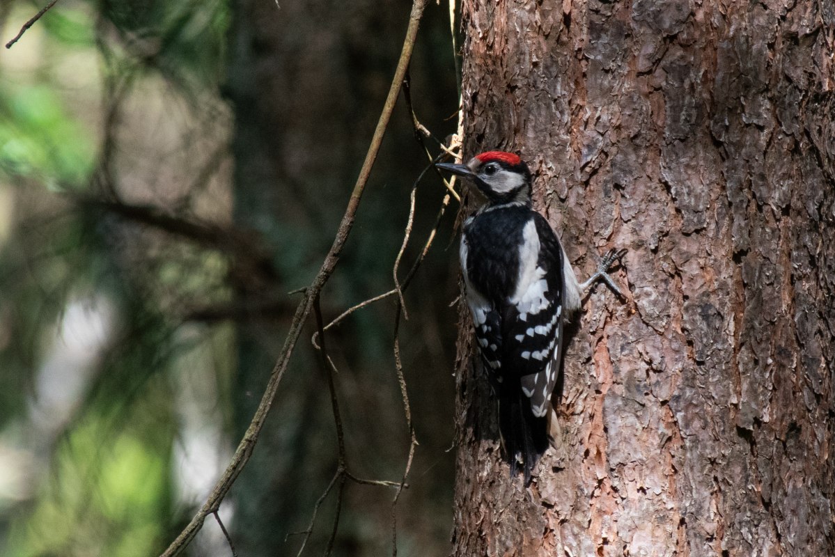 Naturerlebnispfades &bdquo;Wald des Eichelh&auml;hers&ldquo; // &copy; S&uuml;dliche Boddenk&uuml;ste