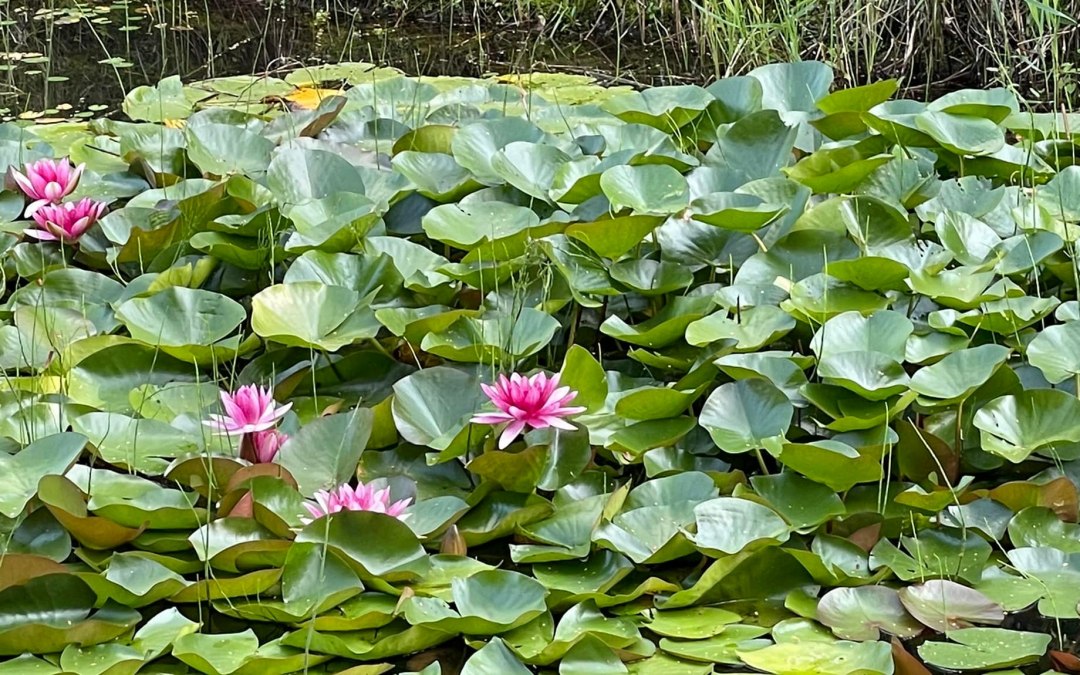 Seerose, &copy; TZ S&uuml;dliche Boddenk&uuml;ste