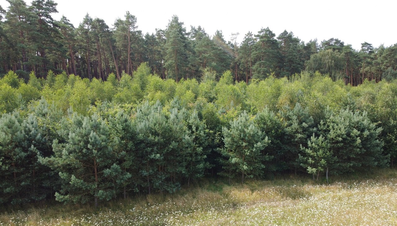 Klimawald Neustrelitz, © Landesforst MV Klimawald Neustrelitz, © Landesforst MV