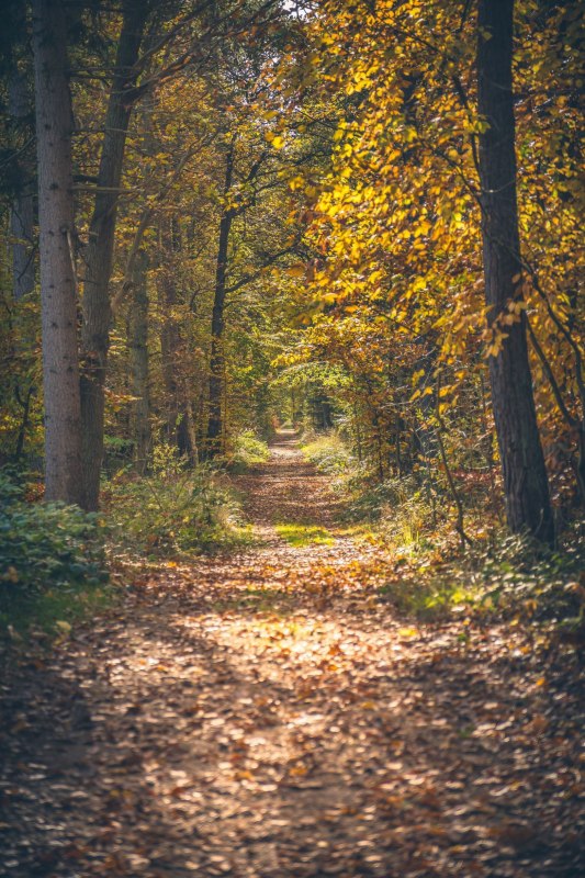 Herbstwanderung, © Kurverwaltung Ostseebad Baabe Herbstwanderung, © Kurverwaltung Ostseebad Baabe