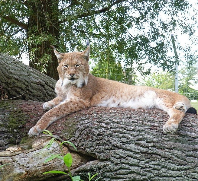 Vom Hochstand aus kann man die Luchse beobachten // &copy; Tierpark Wismar