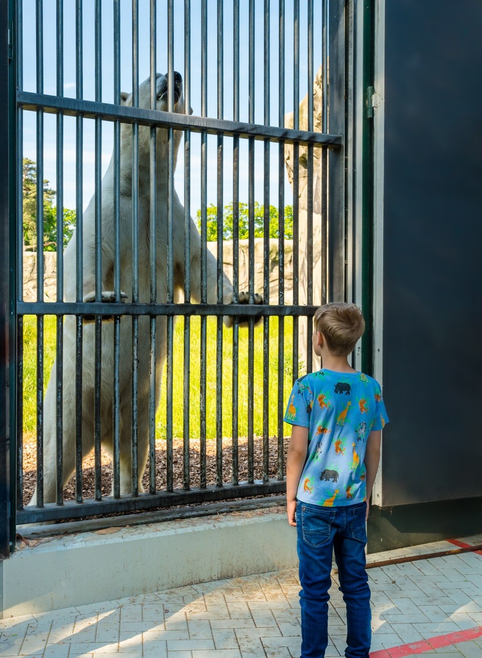 Ein Eisbär steht am Gehegezaun auf den beiden Hinterbeinen. Vor ihm steht ein kleiner Junge. // „Der Aki sieht ja ganz freundlich aus“, freut sich Erik. // © MV-T/Tiemann Ein Eisbär steht am Gehegezaun auf den beiden Hinterbeinen. Vor ihm steht ein kleiner Junge.