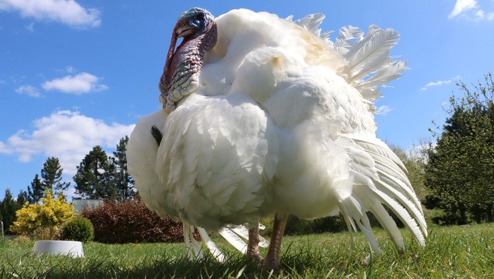 © Stiftung Tiernothilfe © Stiftung Tiernothilfe