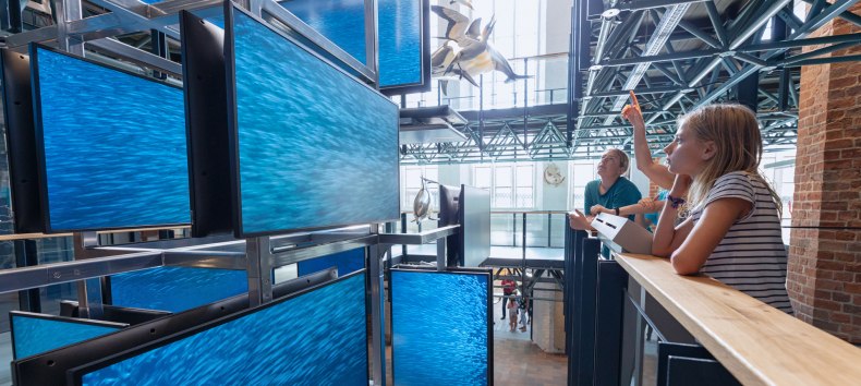 Ein medial inszenierter Sardinenschwarm ist Teil der Eingangsinstallation im MEERESMUSEUM, die von drei Stockwerken aus erlebbar ist, &copy; Anke Neumeister/Deutsches Meeresmuseum