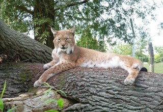 Vom Hochstand aus kann man die Luchse beobachten // &copy; Tierpark Wismar