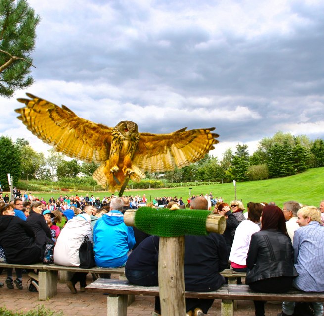 Uhu in der Flugshow // © @ Vogelpark Marlow Uhu in der Flugshow // © @ Vogelpark Marlow