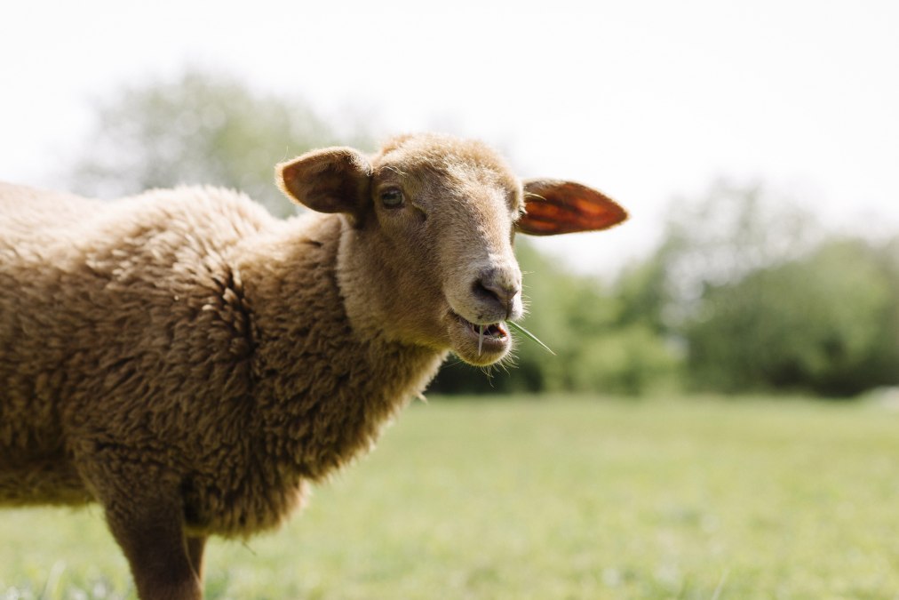 Valentina auf der Schafweide, © Land der Tiere