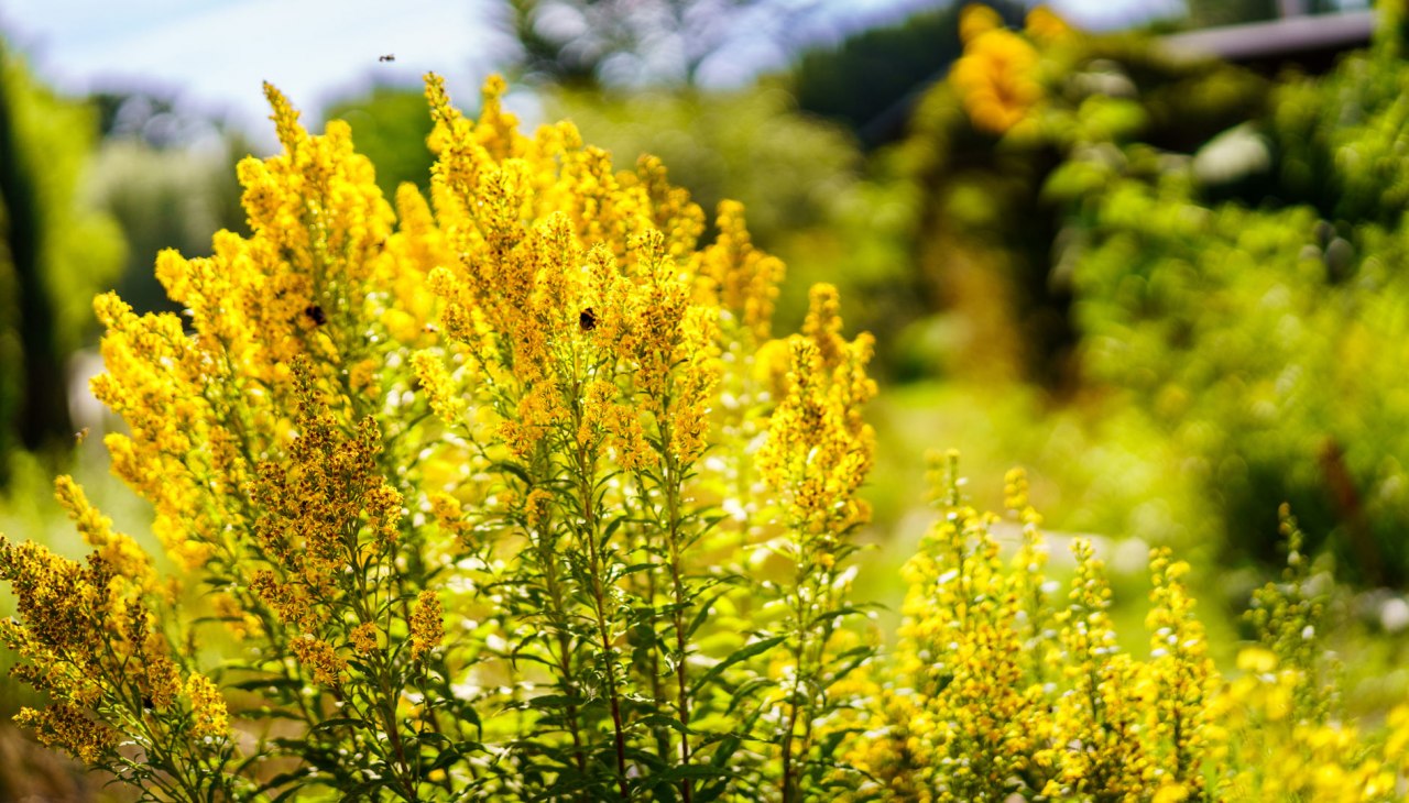 Klosterkräutergarten Himmelpfort, © André Wirsig