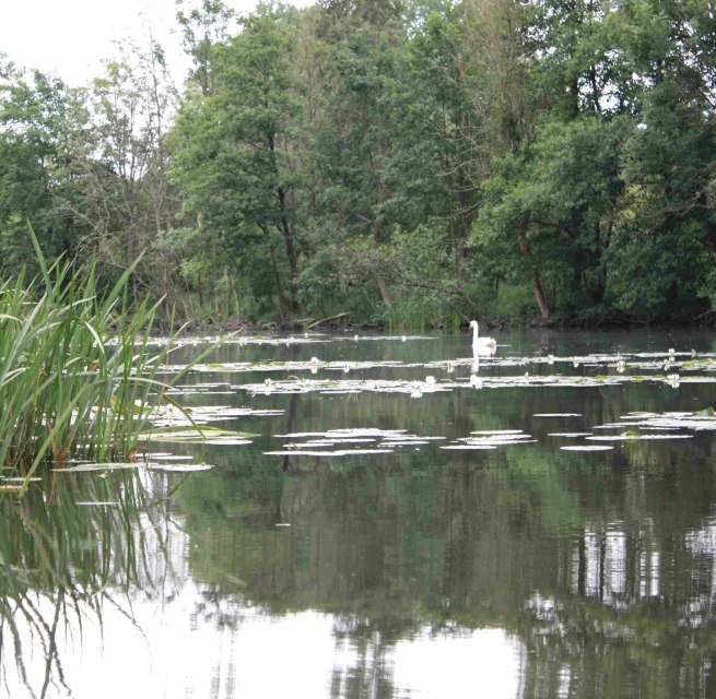 In den Torfstichen bei Malchin, © Marin-Ziegler In den Torfstichen bei Malchin, © Marin-Ziegler