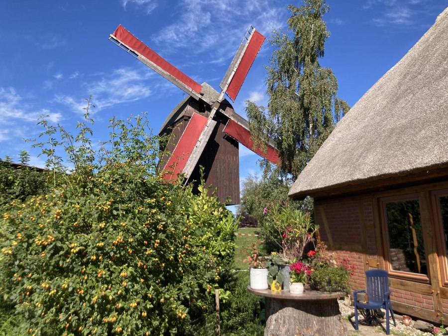 De rood gestipte vleugels staan in de wind, © Martin Weidemeier De rood gestipte vleugels staan in de wind, © Martin Weidemeier