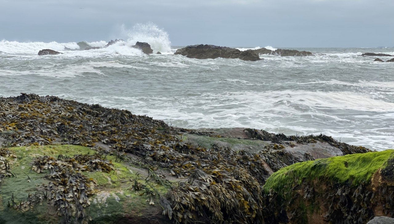 Stormachtige golven ontmoeten grillige rotsen bedekt met dichte tapijten van zeewier en heldergroen mos in Dunbar, Schotland. De grijze lucht en ruige branding geven de kustscène een wilde, ongerepte sfeer - typisch voor de oostkust van Schotland en perfect voor de cover van ons boek., © Martin Meisel Stormachtige golven ontmoeten grillige rotsen bedekt met dichte tapijten van zeewier en heldergroen mos in Dunbar, Schotland. De grijze lucht en ruige branding geven de kustscène een wilde, ongerepte sfeer - typisch voor de oostkust van Schotland en perfect voor de cover van ons boek., © Martin Meisel