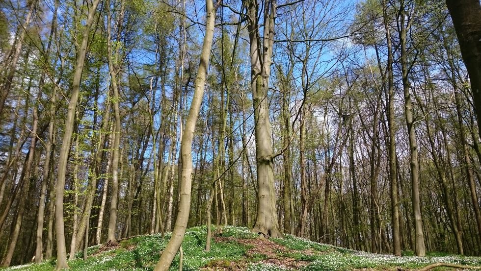 Station 18: Hügelgräber - Gesichtsträchtige Höhepunkte // © MV-T/UB Station 18: Hügelgräber - Gesichtsträchtige Höhepunkte // © MV-T/UB