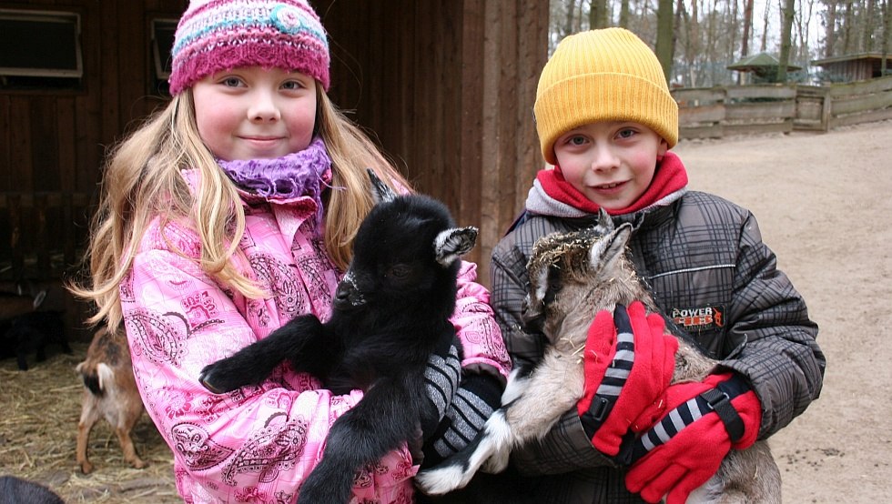 Besonders beliebt bei den Kindern: der Streichelzoo und weitere begehbare Gehege // © Wildpark-MV Besonders beliebt bei den Kindern: der Streichelzoo und weitere begehbare Gehege // © Wildpark-MV
