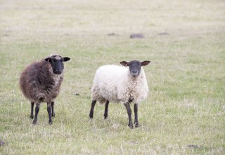 © Kurverwaltung Goehren / Martin Stoever © Kurverwaltung Goehren / Martin Stoever