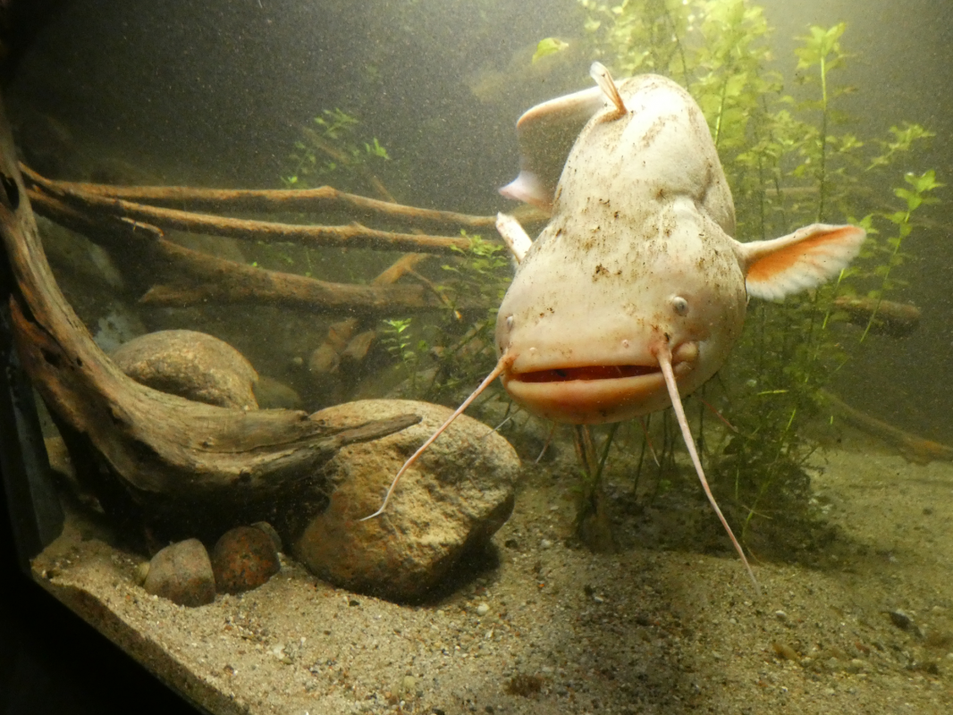 Wels im Aquarium des Müritzeums // © Birte Schadlowski/Müritzeum Wels im Aquarium des Müritzeums // © Birte Schadlowski/Müritzeum