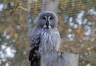Bartkauz im Wildpark-MV, © Wildpark-MV