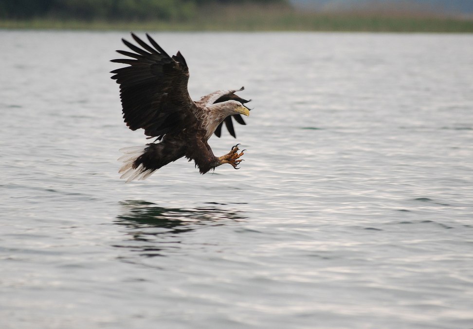 Seeadler, &copy; W. Stuerzbecher