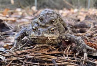 &copy; Naturpark Feldberger Seenlandschaft M. Buhrtz