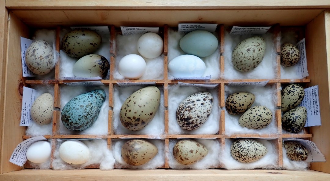 Abb. 1_Sammlung Zimmermann, &copy; Natureum