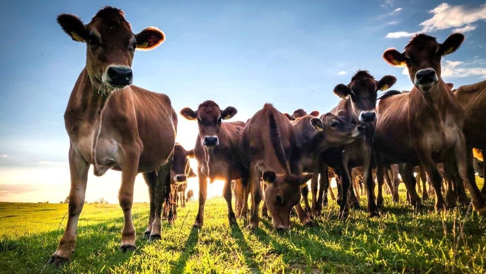 Jerseydamen in der Sonne, © koepon Hofladen Jerseydamen in der Sonne, © koepon Hofladen