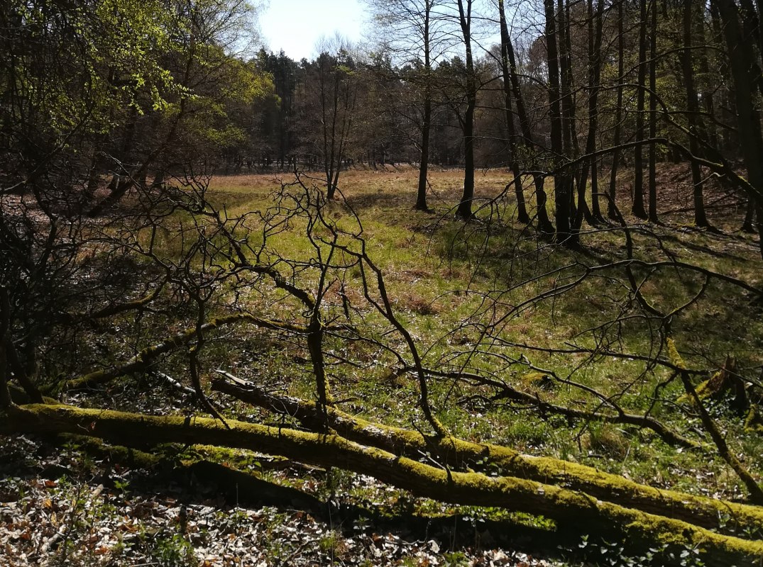 abwechslungsreiche Waldlandschaft, &copy; B. Daedelow