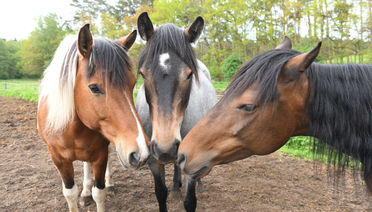 Auf dem Pferdehof Zislow gibt es verschiedene Ponys für den Reitunterricht., © Pferdehof Zislow Auf dem Pferdehof Zislow gibt es verschiedene Ponys für den Reitunterricht., © Pferdehof Zislow
