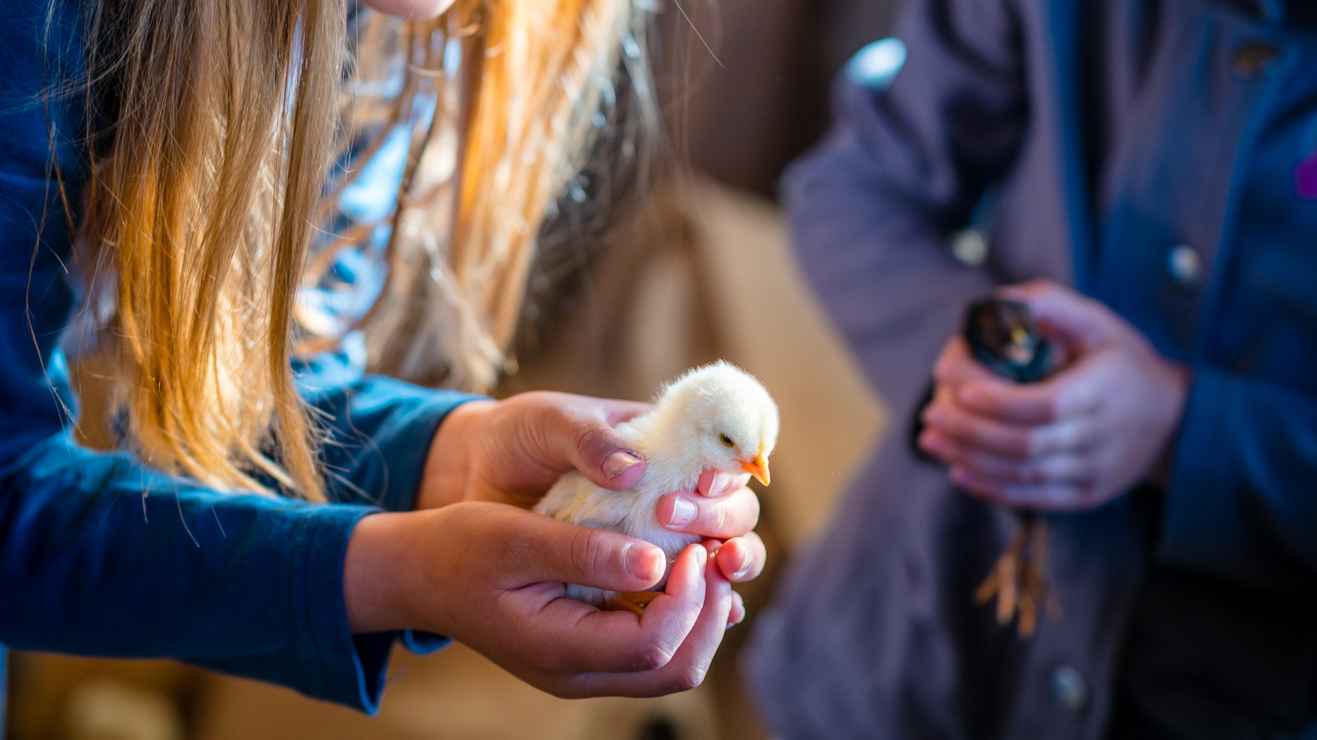 Ein Kücken sitzt auf Kinderhänden // Leben auf dem Bauernhof: Immer wieder gibt es neue Freunde zu begrüßen, wie hier im Hühnerstall. // © MV-T/Tiemann Ein Kücken sitzt auf Kinderhänden