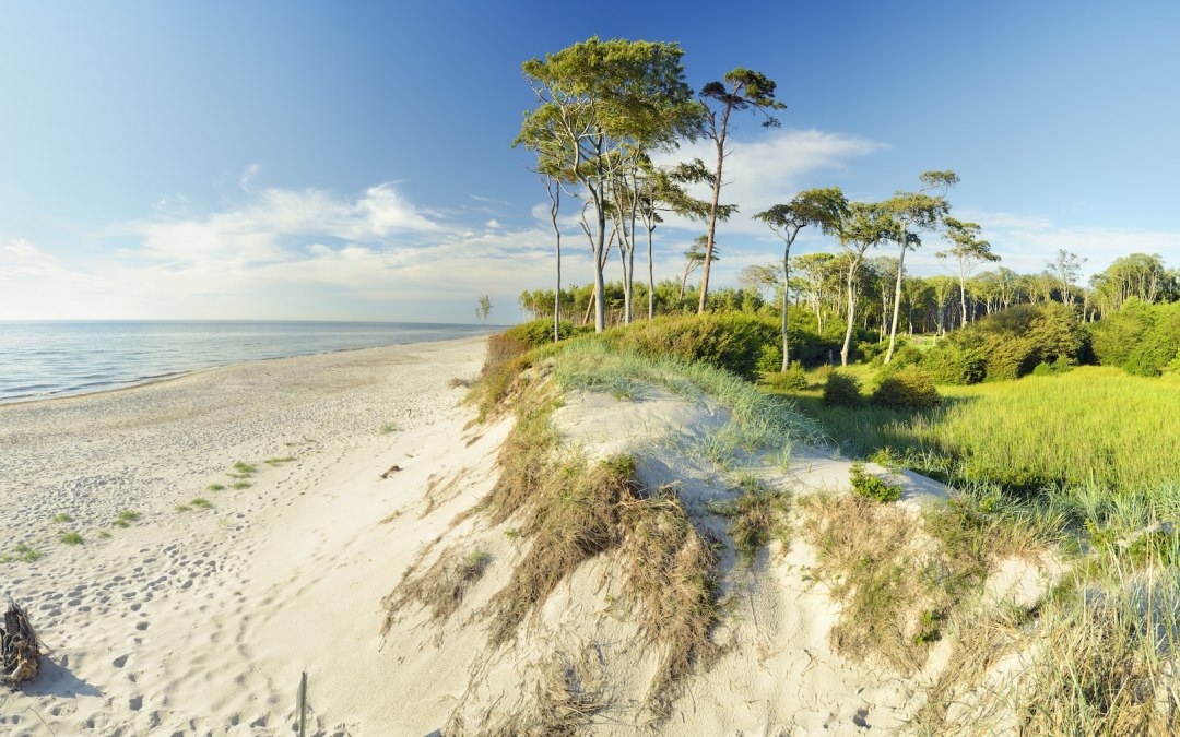 Windgeformte D&uuml;nen treffen auf K&uuml;stenwald am Weststrand der Ostsee. Zwischen feinem Sand und saftigem Gr&uuml;n &ouml;ffnet sich der Blick aufs weite Meer &ndash; ein Ort zum Entdecken, wo Natur sich frei entfaltet und jeder Schritt zu neuen Perspektiven f&uuml;hrt. // &copy; Francesco Carovillano