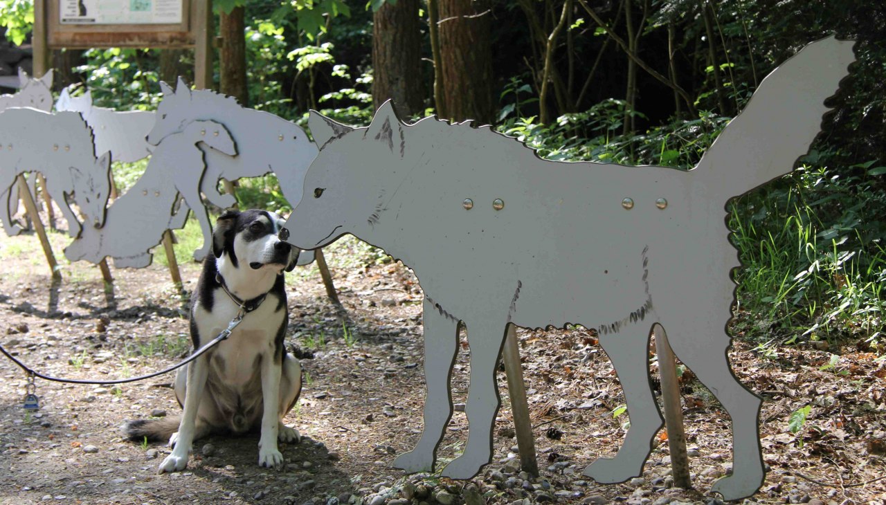 Wildpark-MV mit Hund, © Wildpark-MV Wildpark-MV mit Hund, © Wildpark-MV