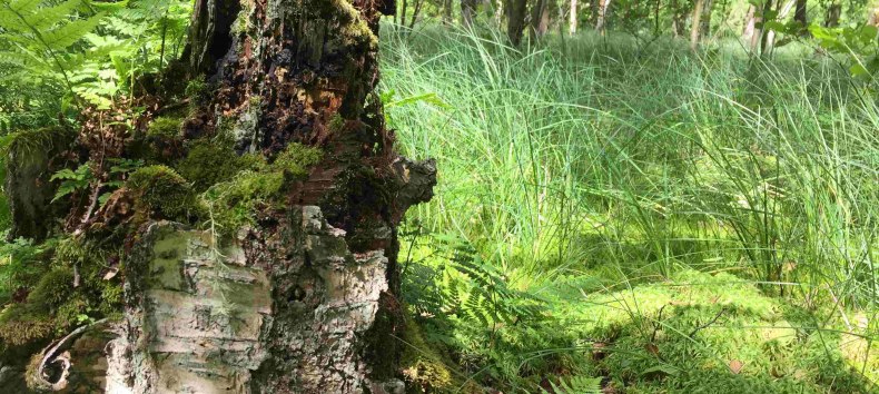 Im Schwing-Moor // © np-msk Im Schwing-Moor // © np-msk